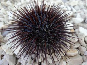 Beautiful-sea-urchin