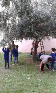 Scuola e olive